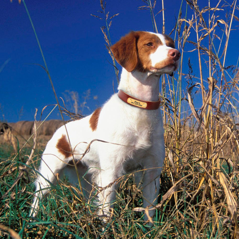 "Personalized Leather Dog Collar — Engraved Name & Phone Number"
